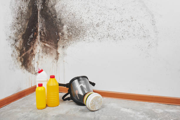 Best Black Mold Removal  in Lyons, CO