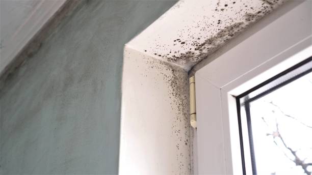 Best Mold Damage Repair  in Lyons, CO