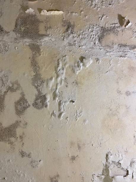 Best Best Mold Removal Companies  in Lyons, CO